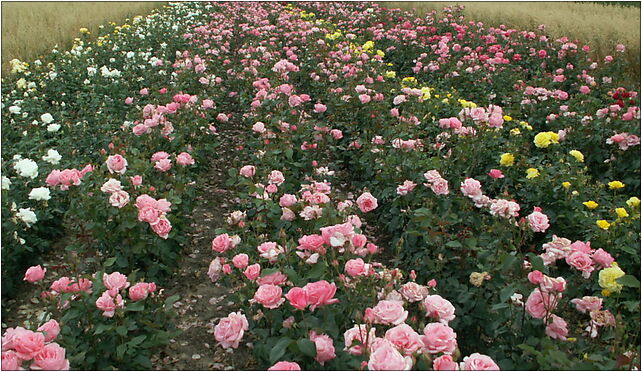 Roses plantantion-Skowieszyn, Skowieszyn, Skowieszyn 24-130 - Zdjęcia