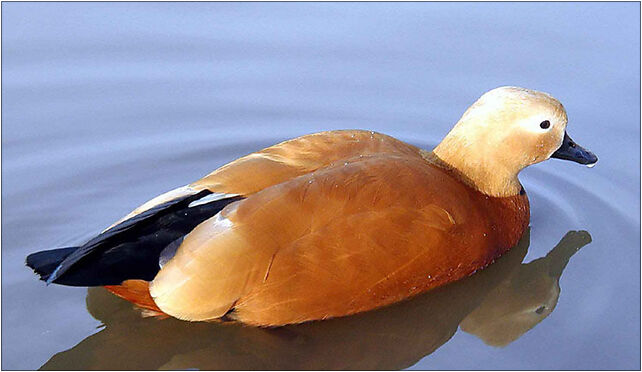 Ruddy.shelduck.arp.2.750pix, Grodkowska 11, Otmuchów 48-385 - Zdjęcia