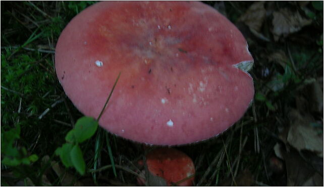 Russula queletii vh2, 23 Marca, Sopot od 81-808 do 81-820 - Zdjęcia