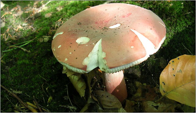 Russula queletii vh3, 23 Marca, Sopot od 81-808 do 81-820 - Zdjęcia