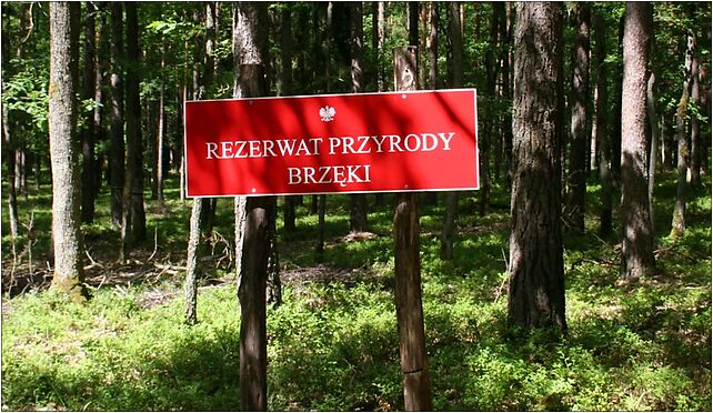 Rzezerwat przyrody Brzęki tablica 01.07.10 p, Dębowiec, Dębowiec 86-150 - Zdjęcia