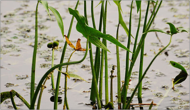 Sagittaria sagittifolia lezczok 001, Gliwicka, Racibórz 47-400 - Zdjęcia