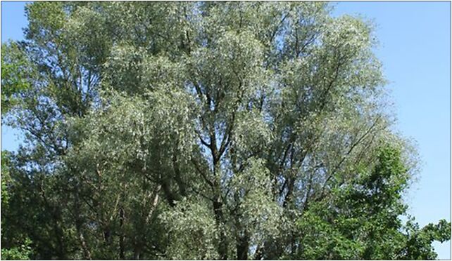 Salix alba Marki 2, Grunwaldzka, Marki 05-270 - Zdjęcia