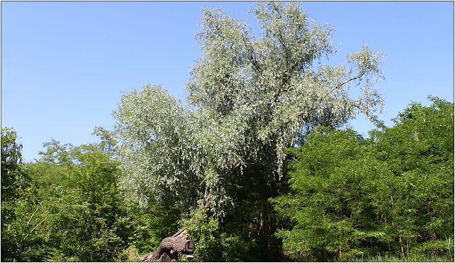 Salix alba Marki, Grunwaldzka, Marki 05-270 - Zdjęcia