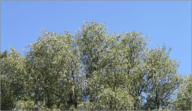 Salix alba foliage, Grunwaldzka, Marki 05-270 - Zdjęcia