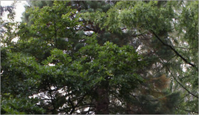 Sequoiadendron giganteum Oliwa 2, Grunwaldzka, al., Gdańsk od 80-229 do 80-339 - Zdjęcia
