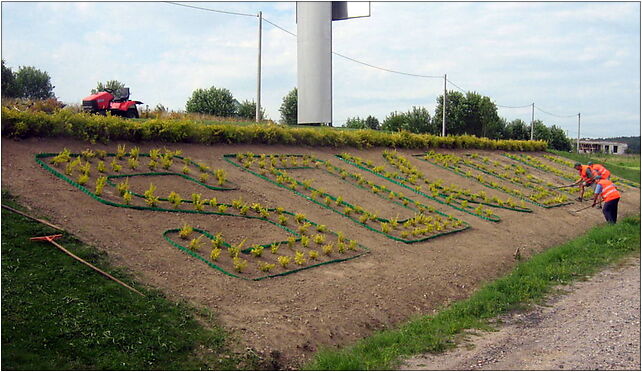 Sokółka - klomb, Grodzieńska19, Sokółka 16-100 - Zdjęcia