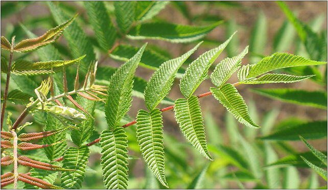 Sorbalia sorbifolia IMG 0947, Marszałka Józefa Piłsudskiego 41-800 - Zdjęcia