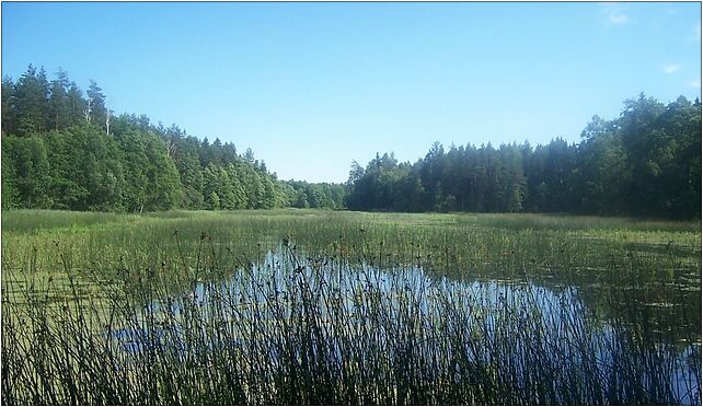 Staw w Swinobrodzie, woj podlaskie, Poland, Świnobród, Świnobród 16-050 - Zdjęcia