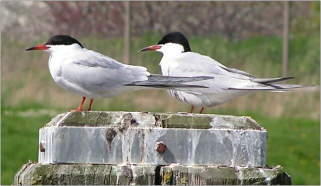 Sterna hirundo2, Urwitałt, Urwitałt 11-730 - Zdjęcia