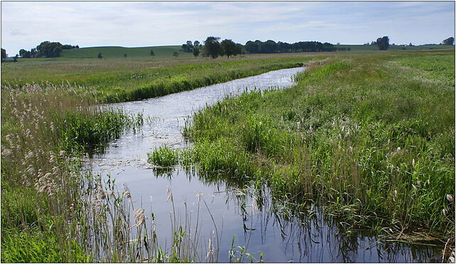 Strużka confluence Błotnica 2009-06, Nowy Borek, Nowy Borek 78-132 - Zdjęcia