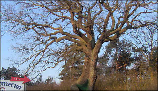 Strzyzawa Oak, Strzyżawa, Strzyżawa 86-070 - Zdjęcia