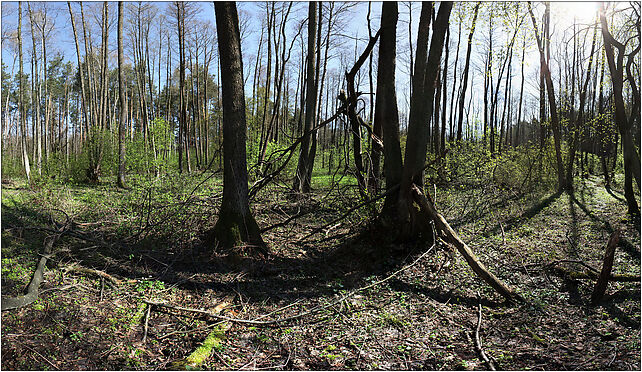 Swampy forest panorama, Granice, Granice 21-150 - Zdjęcia