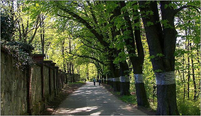 Tarnowskie Góry - Aleja pod kasztanami, Lyszcze, Tarnowskie Góry 42-600 - Zdjęcia