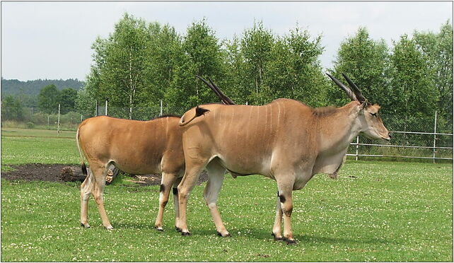 Taurotragus oryx 2 (Piotr Kuczynski), Świerkocin131 7a 66-460 - Zdjęcia