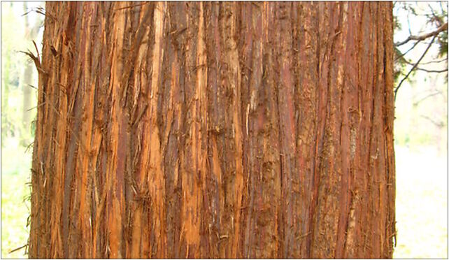 Thuja bark Łazienki, Sulkiewicza Aleksandra, Warszawa 00-594 - Zdjęcia