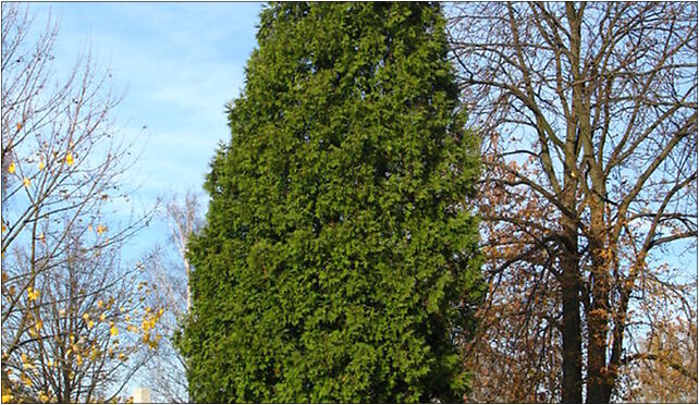 Thuja occidentalis MC, Bandurskiego Władysława, ks., bp., Marki 05-270 - Zdjęcia