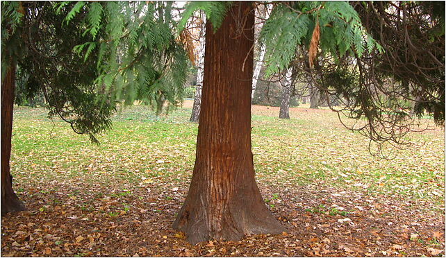 Thuja trunk Łazienki, Sulkiewicza Aleksandra, Warszawa 00-594 - Zdjęcia