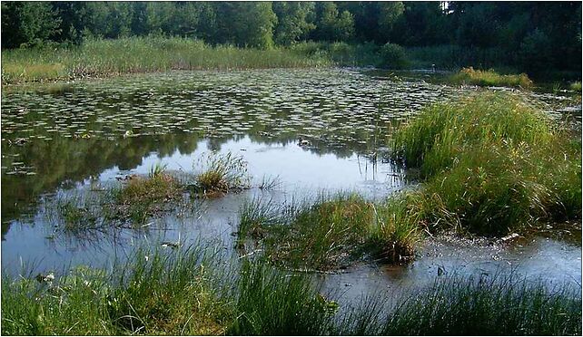 Torfowisko nad Jeziorem Świętym 2, Osiedle I, Dominice 64-140 - Zdjęcia