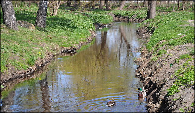 Trzcianka river in Trzcianka town 2011-04, Grunwaldzka180 64-980 - Zdjęcia