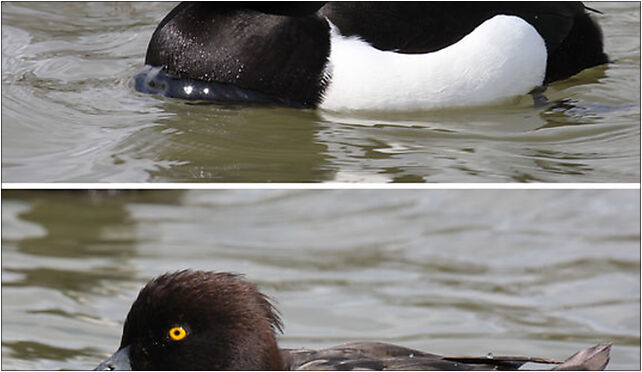 Tufted-Duck-male-female, Grodkowska 11, Otmuchów 48-385 - Zdjęcia