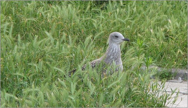 Unknown bird in Gdansk (001), Minogi 1a, Gdańsk 80-840 - Zdjęcia