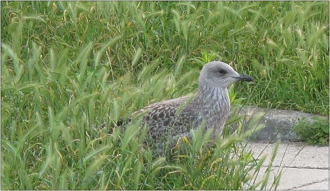 Unknown bird in Gdansk (002), Minogi 1a, Gdańsk 80-840 - Zdjęcia