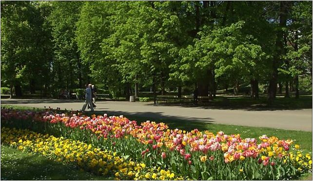 Varšava, Śródmieście, ogród Saski, tulipány II, Królewska od 00-060 do 00-103 - Zdjęcia