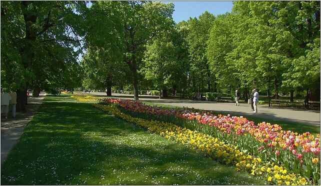 Varšava, Śródmieście, ogród Saski, tulipány, Królewska od 00-060 do 00-103 - Zdjęcia