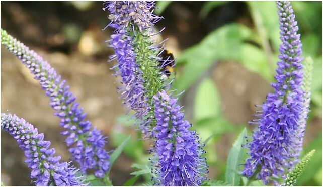 Veronica longifolia (BG Wroclaw)-2, Kanonia, Wrocław 50-328 - Zdjęcia