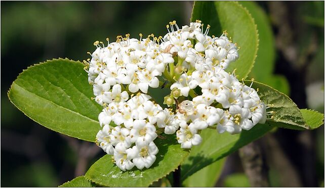 Viburnum burejaeticum, Leśna, Rogów 95-063 - Zdjęcia