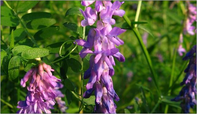 Vicia cracca Marki 02, Piłsudskiego Józefa, marsz., al., Marki 05-270 - Zdjęcia