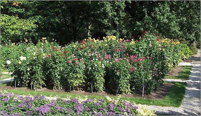 Warsaw Uniwersity Botanical Garden dalie, Aleje Ujazdowskie 00-460 - Zdjęcia