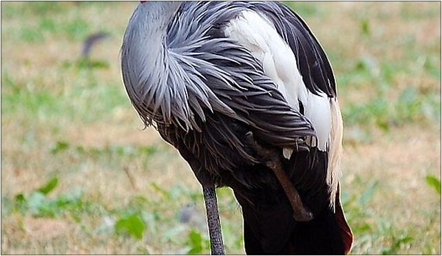 Warsaw ZOO - Balearica regulorum, Jagiellońska, Warszawa od 03-215 do 03-721 - Zdjęcia