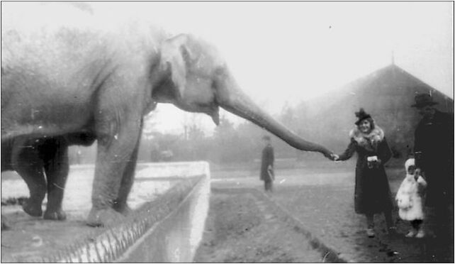 Warsaw zoo elephant 1938, Jagiellońska, Warszawa od 03-215 do 03-721 - Zdjęcia