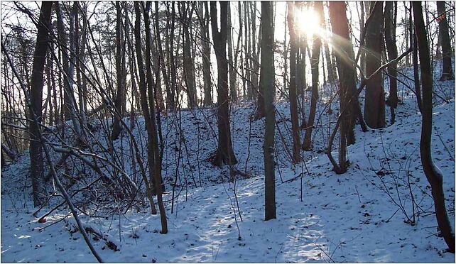 Wielkopolski Park Narodowy zimą 2, Dębina, Dębina 62-060 - Zdjęcia