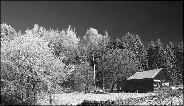 Winter forest in Łużna, Podbrzezie, Podbrzezie 38-322 - Zdjęcia