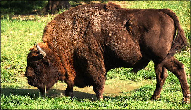 Wisent, Osada Dziedzinka, Białowieża 17-230 - Zdjęcia