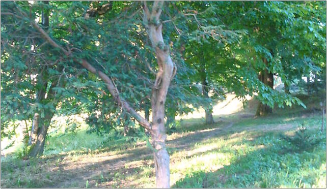 Wolinia42, Wolinia, Wolinia 76-220 - Zdjęcia
