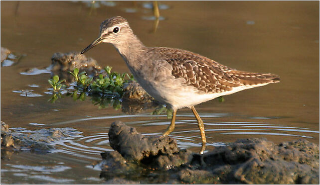 Wood Sandpiper (Non-breeding) near Hodal I IMG 9633, Grodkowska 11 48-385 - Zdjęcia