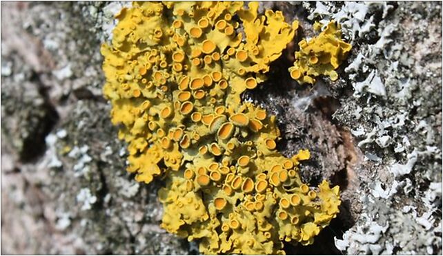 Xanthoria parietina on elm, Młyńska, Blizocin 21-146 - Zdjęcia