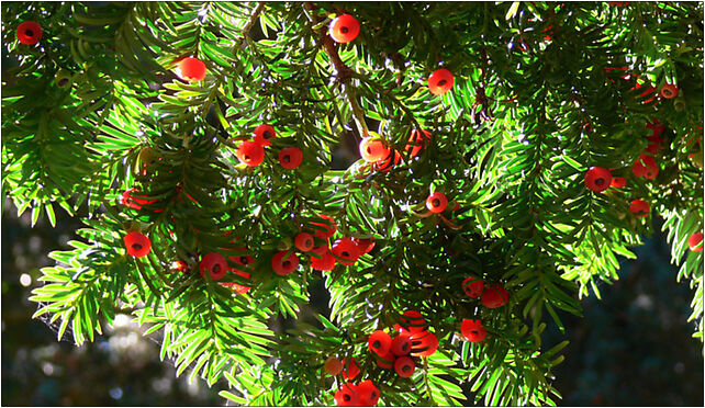 Yew Berries, Mikołajów, Mikołajów 57-214 - Zdjęcia