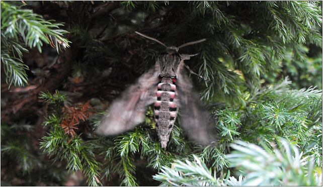 Zawisak powojowiec (Agrius convolvuli)-01-007, Lachów Sądeckich 3 33-300 - Zdjęcia