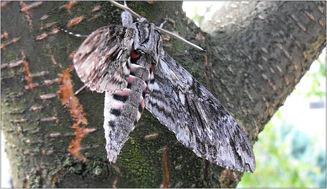 Zawisak powojowiec (Agrius convolvuli)-03-007, Lachów Sądeckich 3 33-300 - Zdjęcia