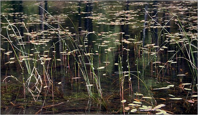 ZPK Nawionek Lobelia dortmanna w towarzystwie Potamogeton natans 04.07.10 p 89-608 - Zdjęcia